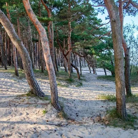 Charming Loft In Pinewood Forest 150m To Sea